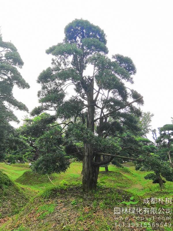 罗汉松如何整形？用哪些东西整形？
